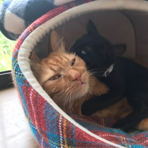 西やんのプロフィール画像