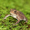 Eastern American Toad