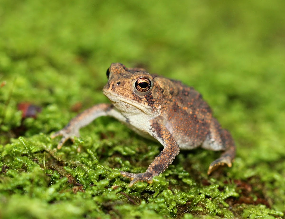 Eastern American Toad