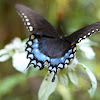 Spicebush Swallowtail (male)