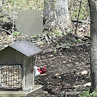 red headed woodpecker