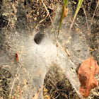 Funnel-web Spider