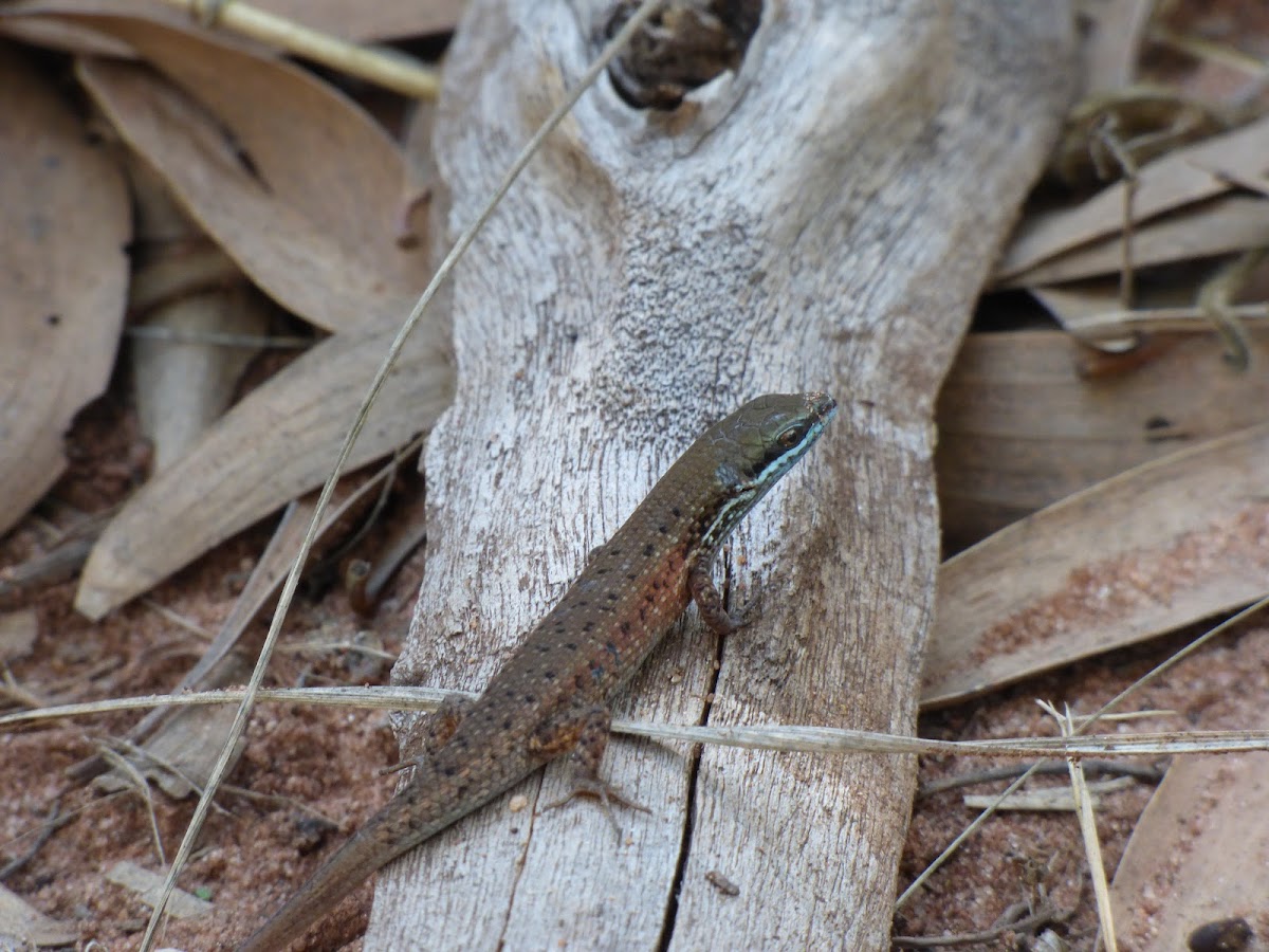 Striped Rainbow Skink