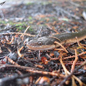 Brown Water Snake