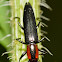 Slender Lizard Beetle