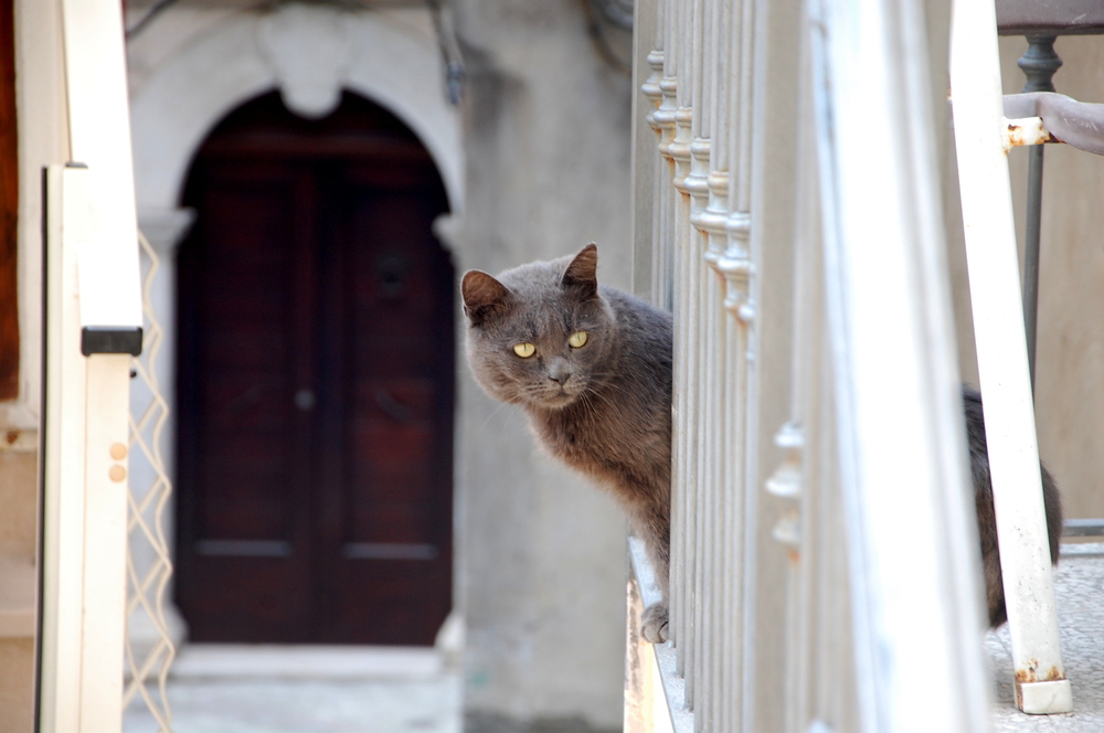 il gatto di corte di gennaro84