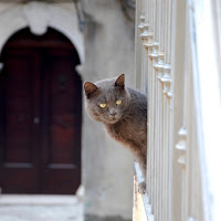 il gatto di corte di 