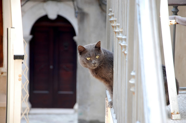 il gatto di corte di gennaro84