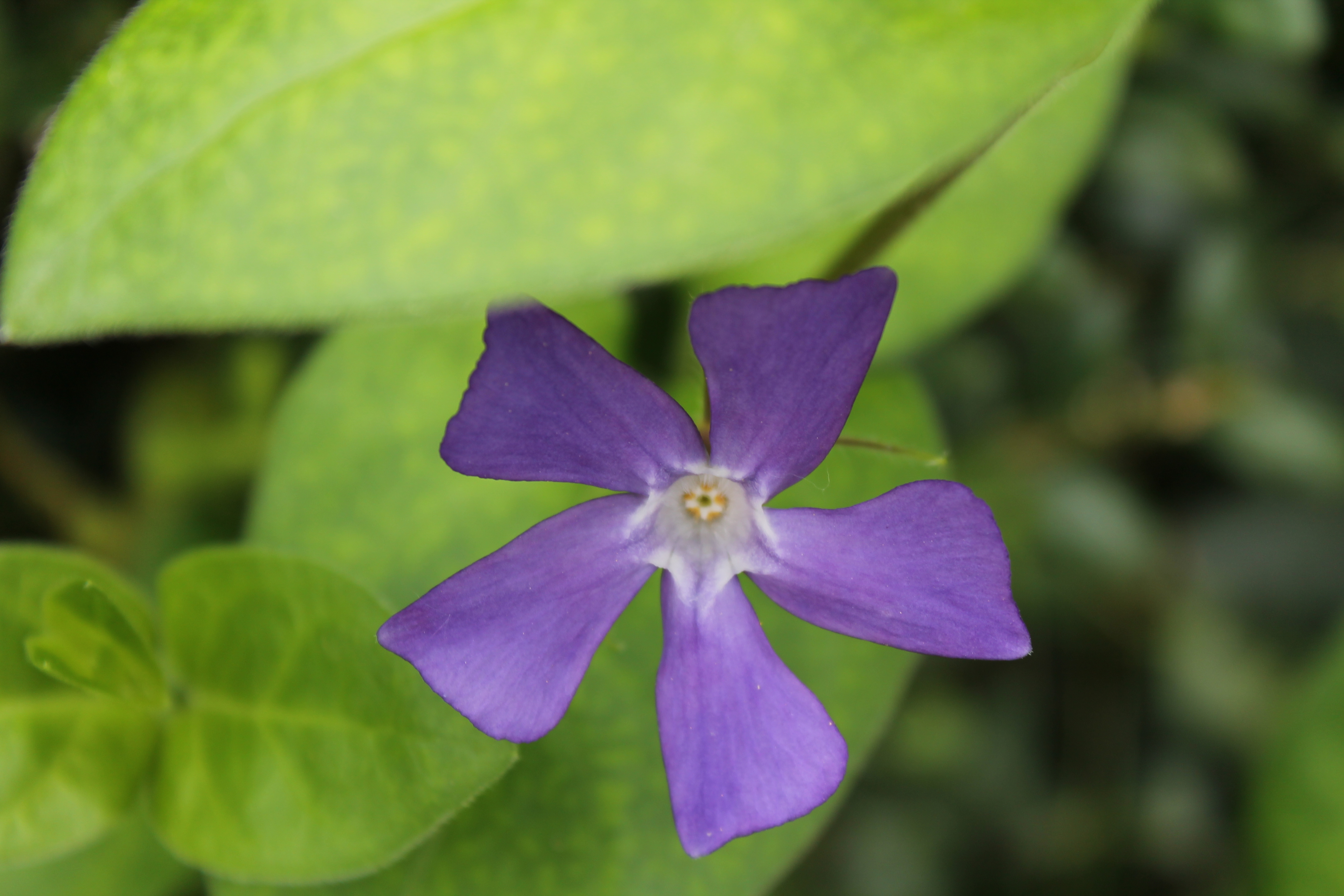 viola melanzana di fremorgan