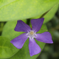 viola melanzana di 