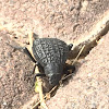 Darkling Beetle