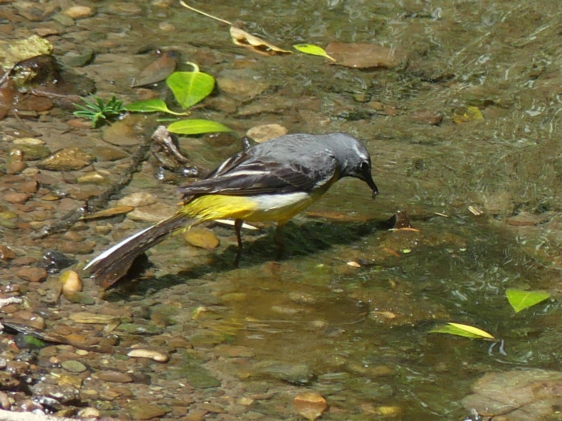 Grey Wagtail