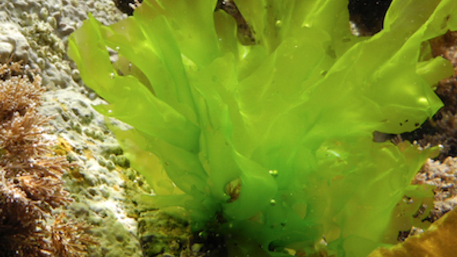 10 Different Types of Edible Seaweed with Images - Asian Recipe