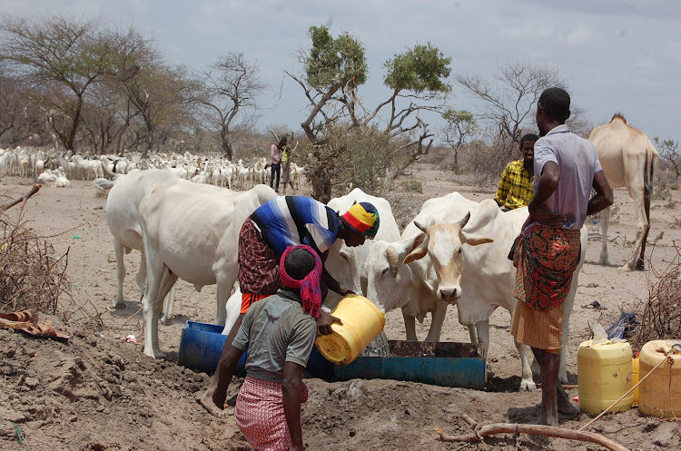 Herders with their cattle at a watering point in Garissa on Thursday September 13, 2019