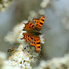 Comma