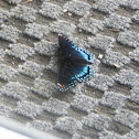 red spotted purple