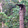 Philippine Sailfin Lizard