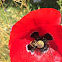 Poppy growing in my garden, I plant them for nature to enjoy.