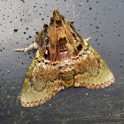 Pyralid Moth