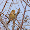 Corn Bunting