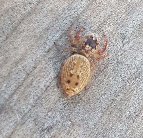 Spider (NZ)