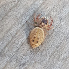 Spider (NZ)