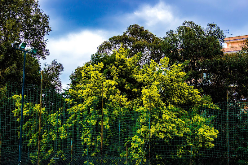 l'albero di mimose di joe_reflex