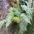 Licorice fern