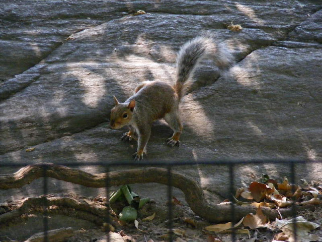 Día 6 - Últimas horas en NYC - Nueva York en julio de 2008 (15)