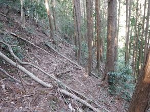 トラバース道だが倒木が