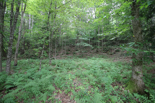 Prestige land for sale in Pittsfield (United States) - Green forest with ferns on the ground