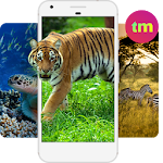 Cover Image of ดาวน์โหลด Animal Wallpaper Free Download 2.0 APK