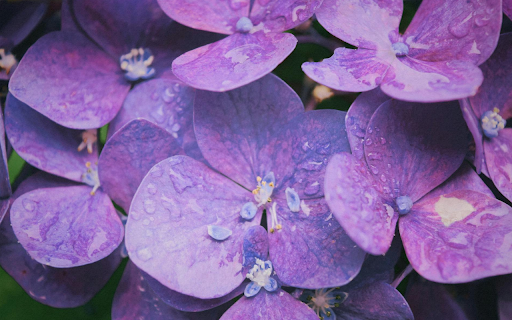 Purple Hydrangea Theme Preview 2