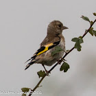 Goldfinch