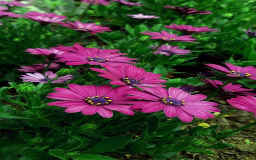 African Daisy Wallpaper screenshot 1