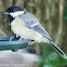 Great Tit