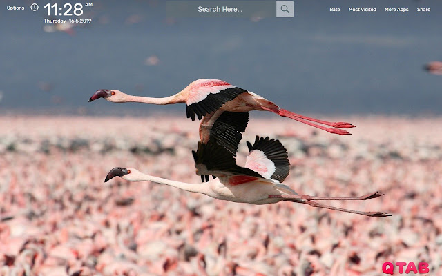 Flamingo Wallpapers HD Theme