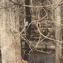 Black-Capped Chickadee