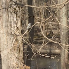 Black-Capped Chickadee