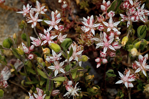 Sedum anglicum