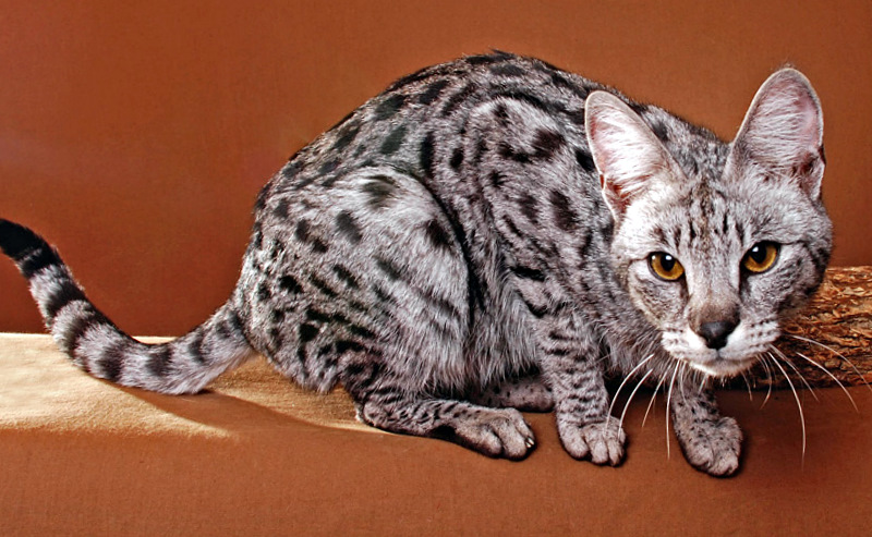 Savannah cat