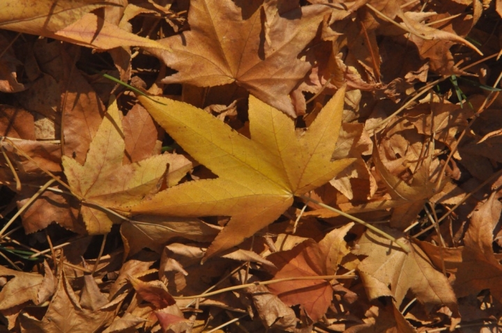 Brown autumn di Dario Marzanni