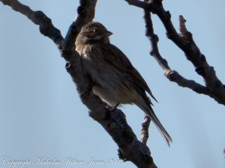 Reed Bunting; Escribano Palustre