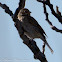 Reed Bunting; Escribano Palustre