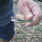 Eastern Ribbon Snake