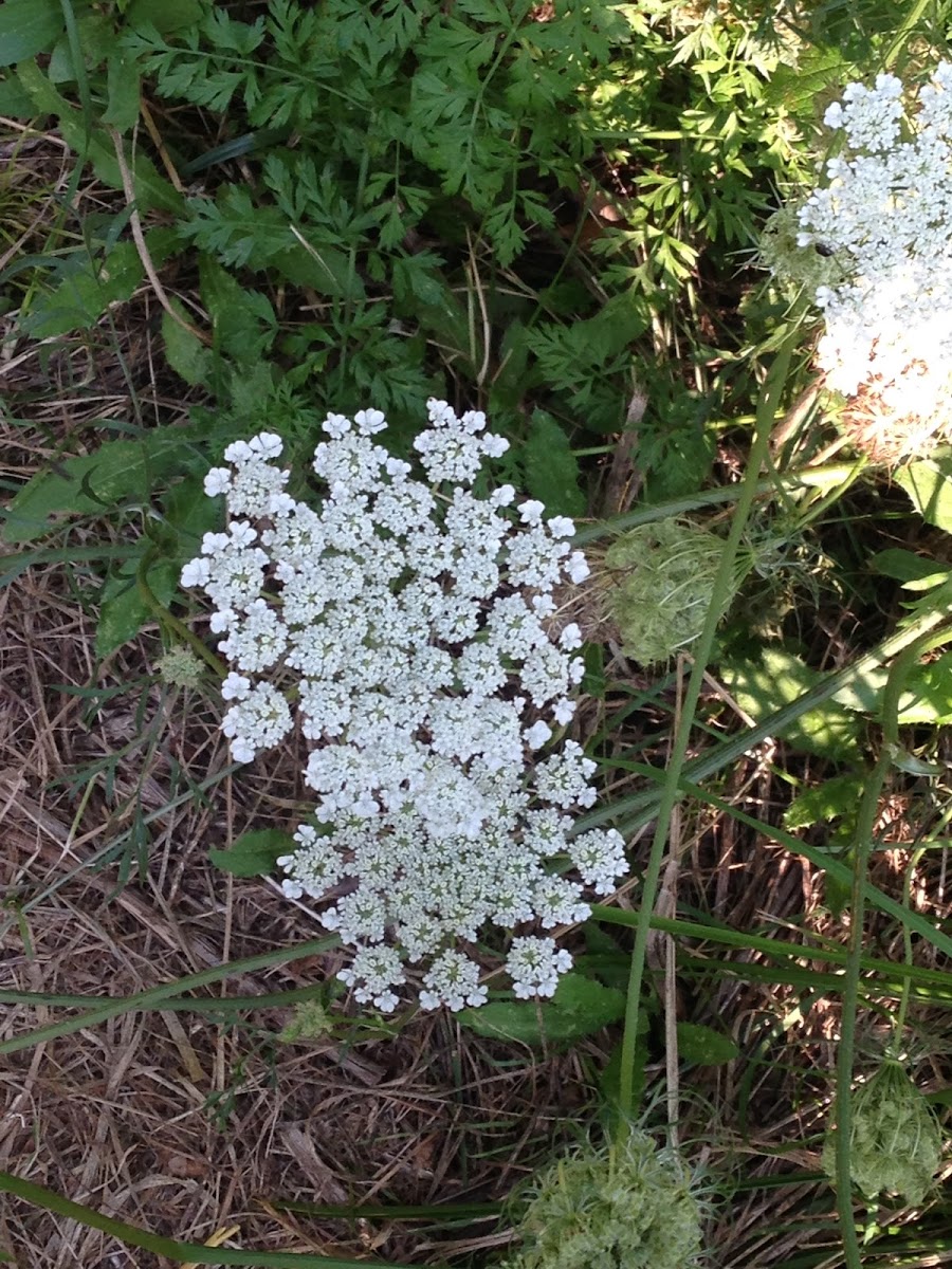 Boneset