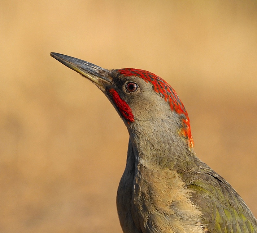 Pito ibérico (Iberian green woodpecker)