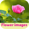 flower images icon