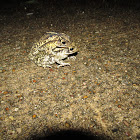 Gulf Coast Toad