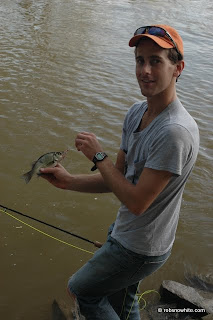 potomac white perch
